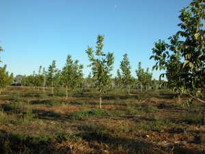 Plantación Chandler de 2 años en plantación de Portugal