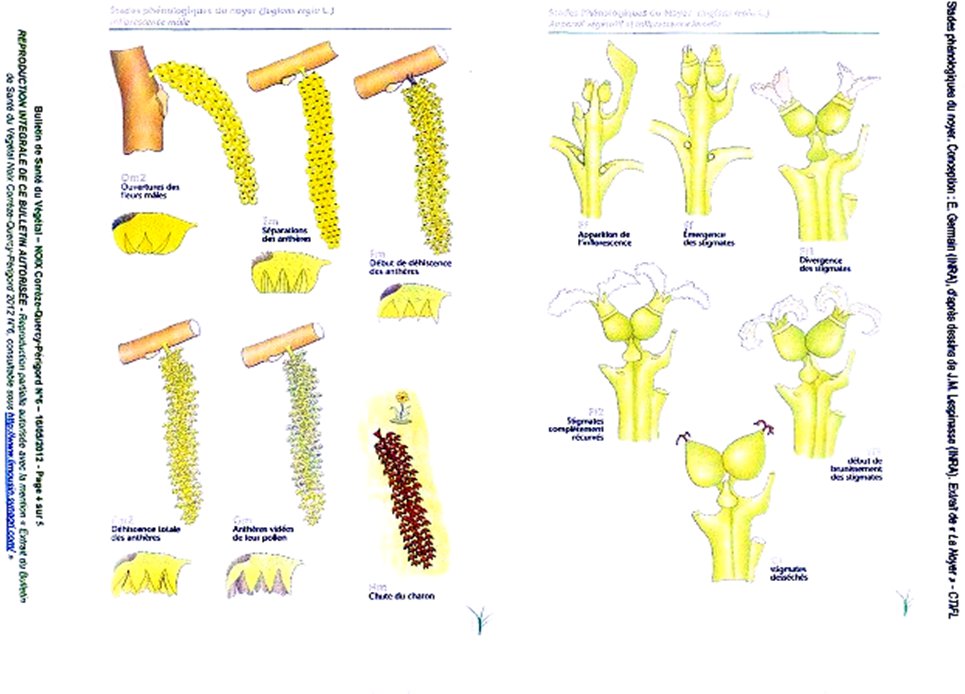 vegetitivos stages of walnut